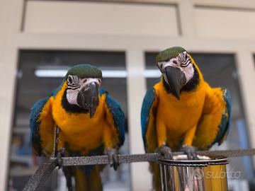 Ara ararauna allevato a mano