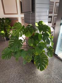 Monstera, pianta da interno 