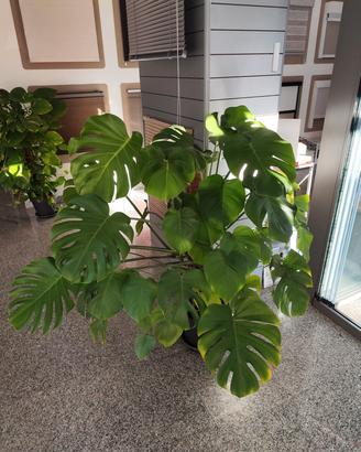 Monstera, pianta da interno 