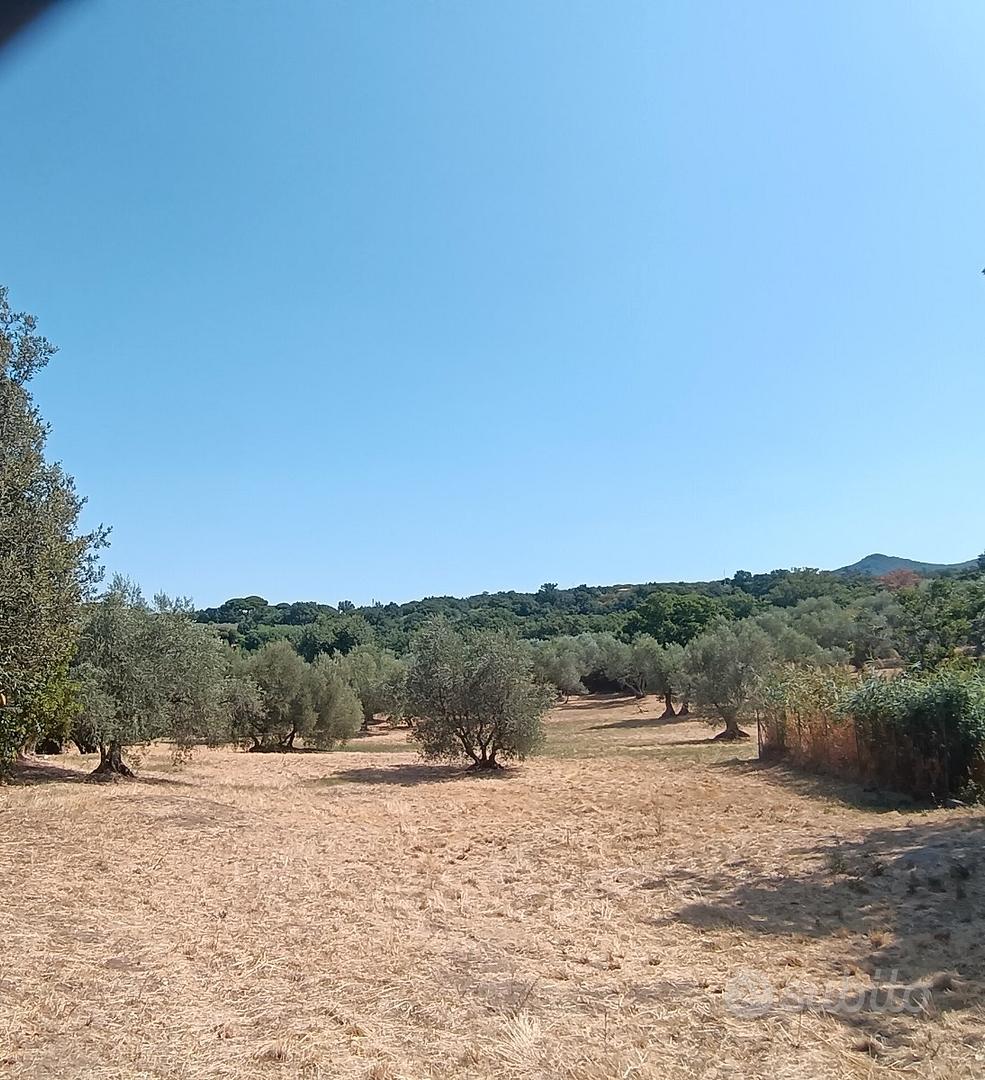 Terreno agricolo Viterbo - Vista 3