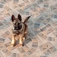 Belga malinos 7 mesi maschio