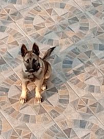 Belga malinos 7 mesi maschio