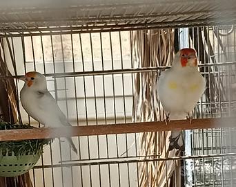 Coppia major panache