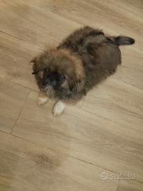 Maschietti pechinese