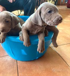 Weimaraner
