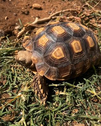 Testudo sulcata