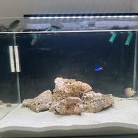 Acquario marino completo