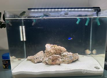 Acquario marino completo