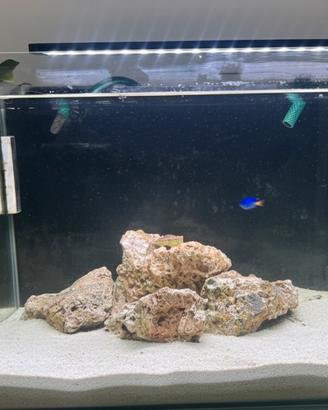 Acquario marino completo