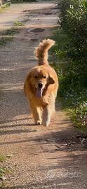 Golden retriever