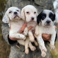 Cuccioli Setter Inglese - genealogia da beccaccini