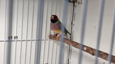 diamanti di gould 