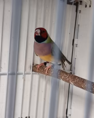 diamanti di gould