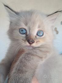 gatto siberiano neva 
