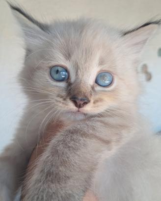 gatto siberiano neva 