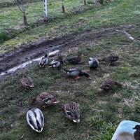 Anatre, germani reali