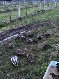 Anatre, germani reali