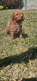 Cuccioli di barboncini red