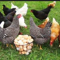Galline