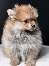 VOLPINO SPITZ DI POMERANIA - LILA