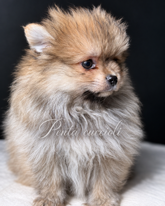 VOLPINO SPITZ DI POMERANIA - LILA