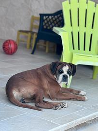 Boxer femmina