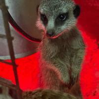 Baby Suricato