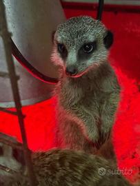 Baby Suricato