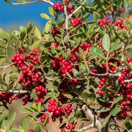 🌱 Piante di Lentisco Sardo 🌿