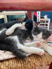Gattini da adottare
