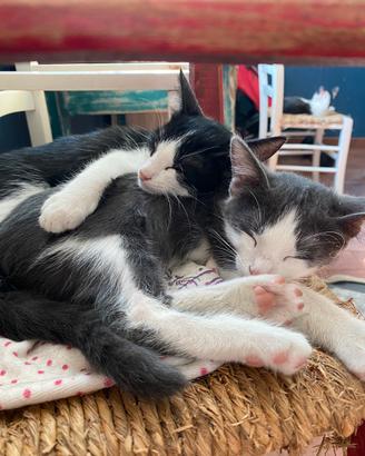 Gattini da adottare