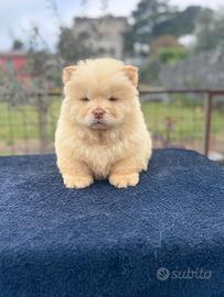Chow chow color crema