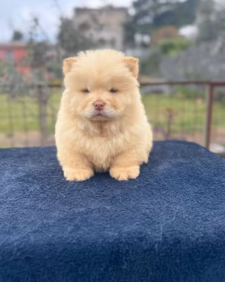 Chow chow color crema