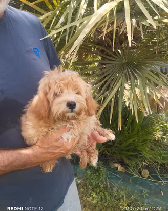 Maltipoo taglia toy