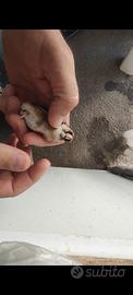 Cardellina tuschii favata