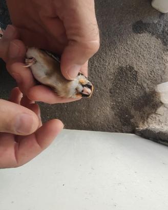 Cardellina tuschii favata