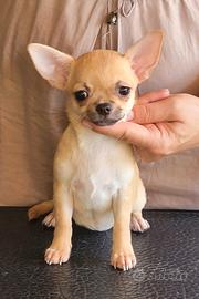 Cucciola chihuahua con pedigree