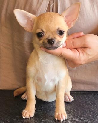 Cucciola chihuahua con pedigree
