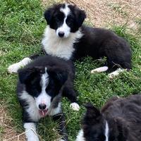 Cuccioli border collie maschi super genealogia