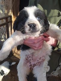 Cani da guardia pastori dell'asia centrale