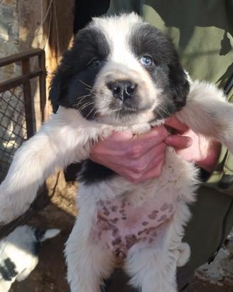 Cani da guardia pastori dell'asia centrale
