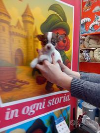 Chihuahua mini toy maschio e femmina