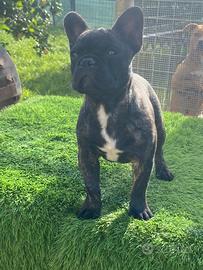 Bulldog francese