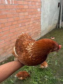 Galline ovaiola