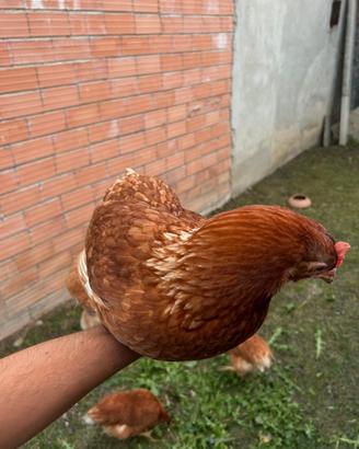 Galline ovaiola
