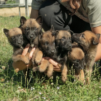 Cucciolata di pastori belga malinois