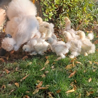 Galline morosetta