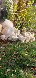 Galline morosetta