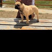 Bulldog francese X monta