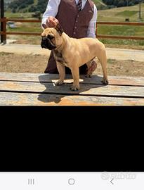 Bulldog francese X monta